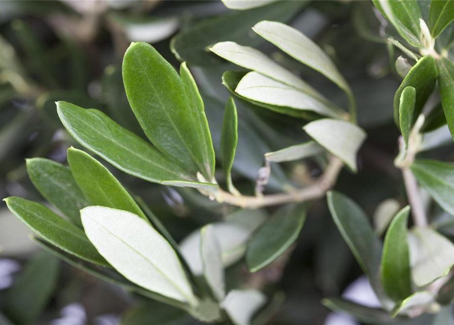 Olea europaea