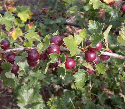 Ribes x nidigrolaria