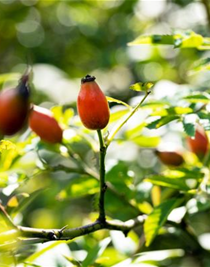 Rosa canina