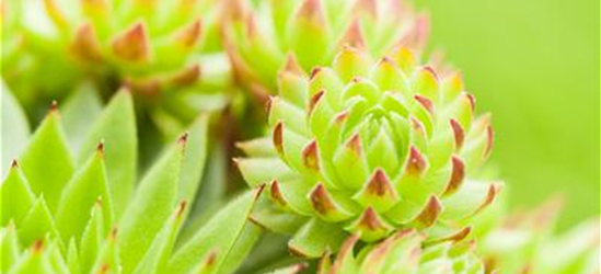 Sempervivum tectorum