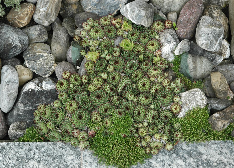 Sempervivum tectorum