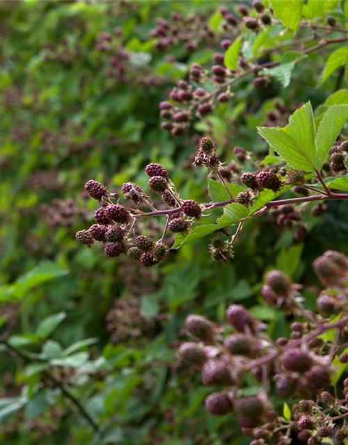 Rubus fruticosus