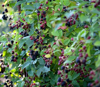 Rubus fruticosus 'Thornless Evergreen'