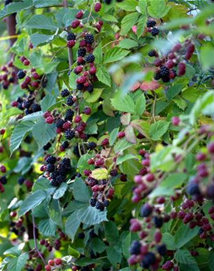 Rubus fruticosus 'Thornless Evergreen'