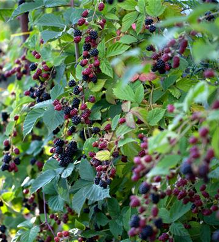 Rubus fruticosus 'Thornless Evergreen'