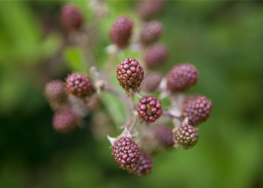 Rubus fruticosus