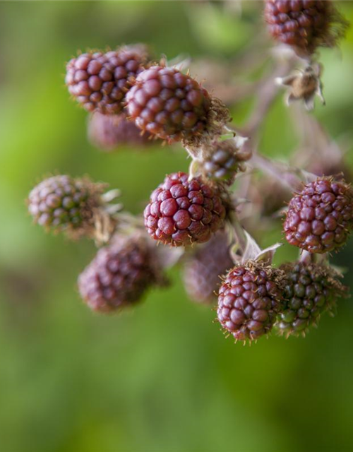 Rubus fruticosus