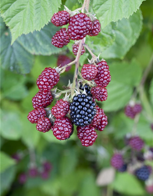 Rubus fruticosus