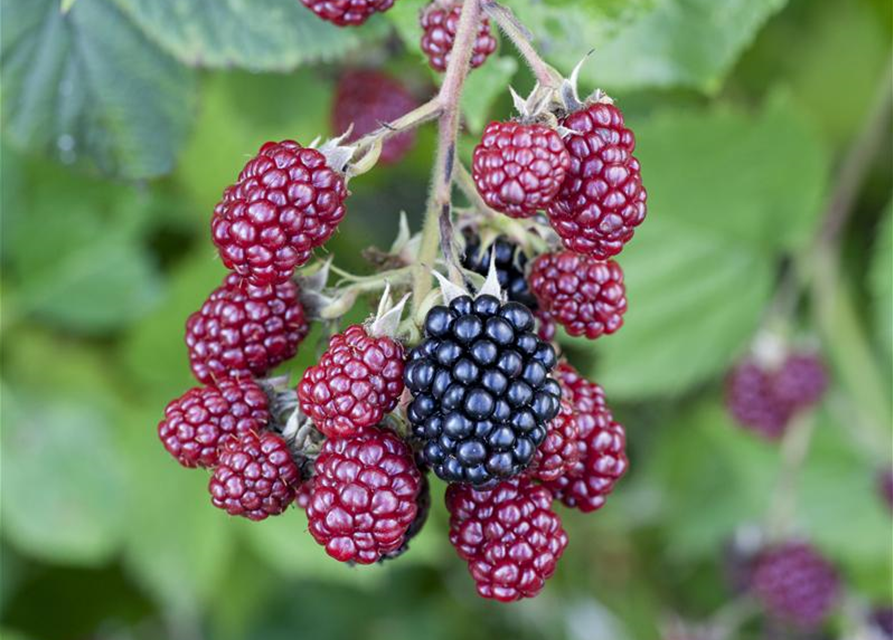 Rubus fruticosus