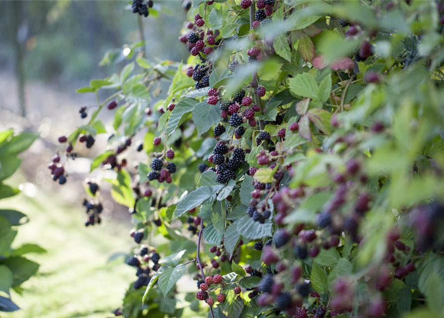 Rubus fruticosus