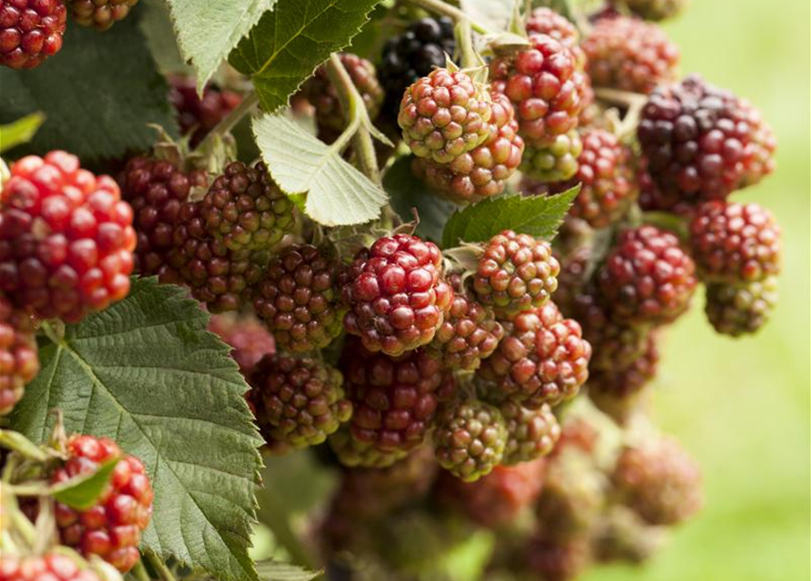 Rubus fruticosus