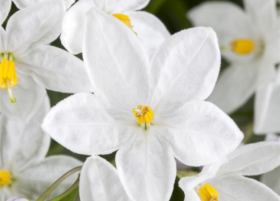 Solanum jasminoides