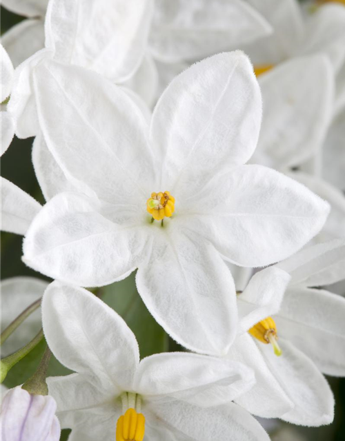 Solanum jasminoides