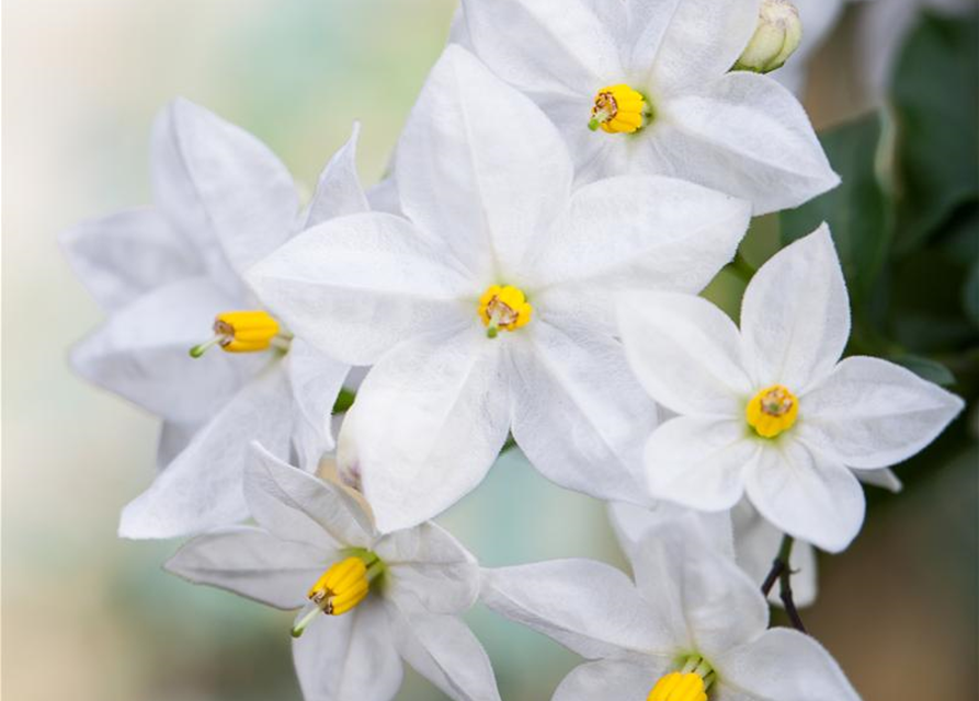 Solanum jasminoides