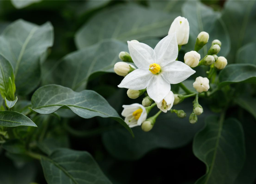 Solanum jasminoides