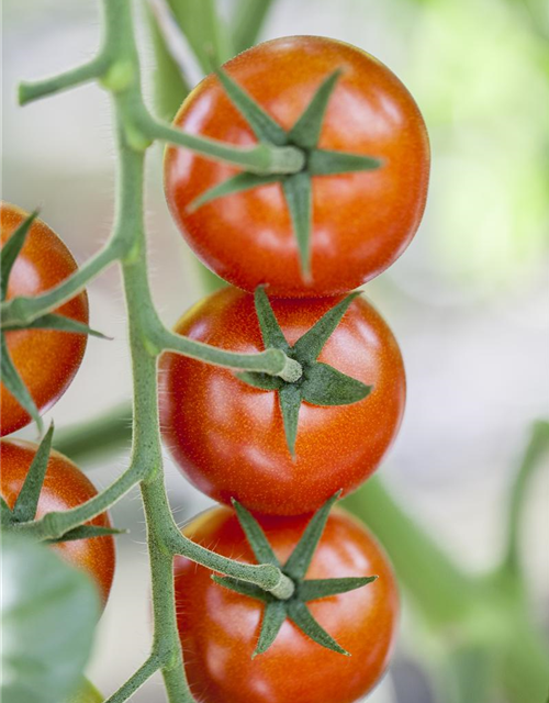 Solanum lycopersicum