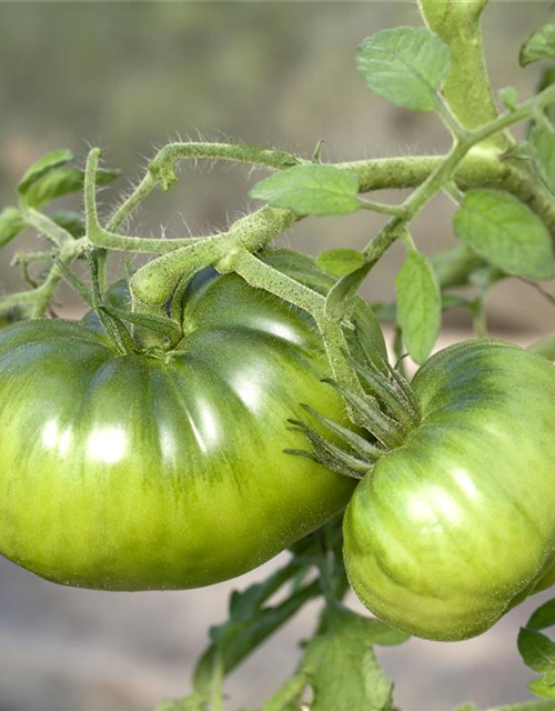 Solanum lycopersicum