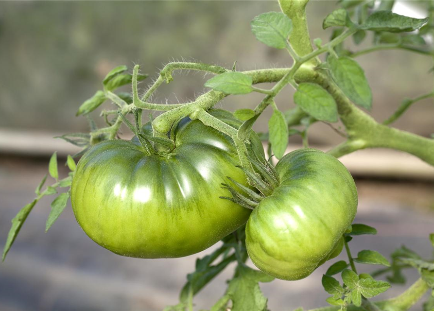 Solanum lycopersicum