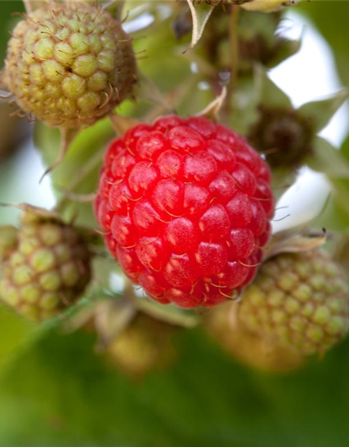 Rubus idaeus