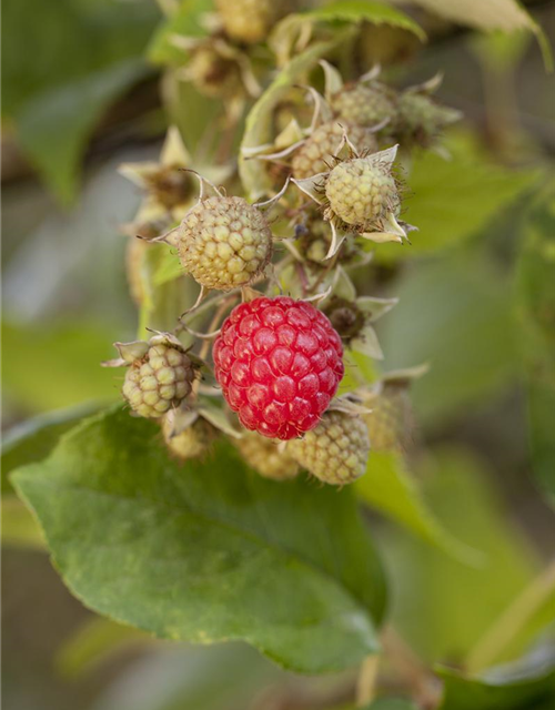 Rubus idaeus