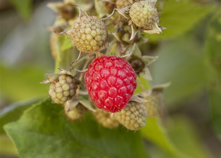 Rubus idaeus