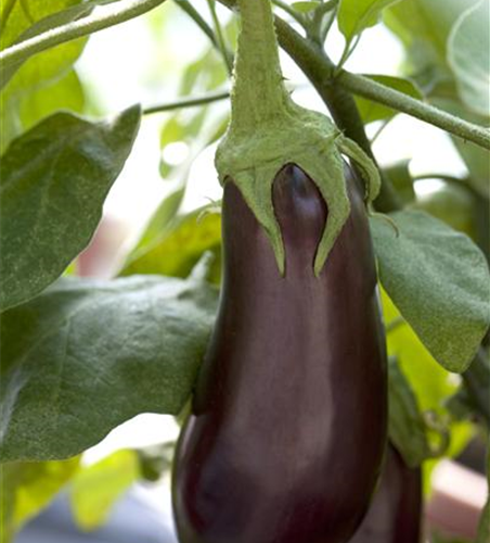 Solanum melongena