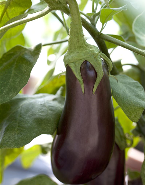 Solanum melongena