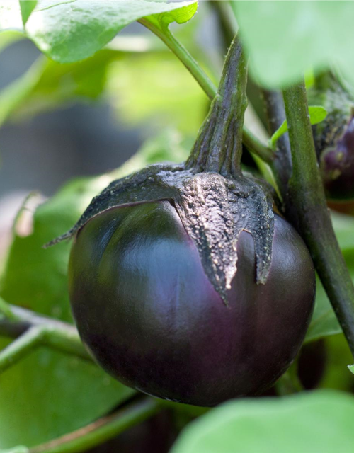 Solanum melongena