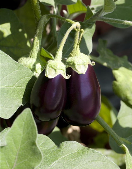 Solanum melongena