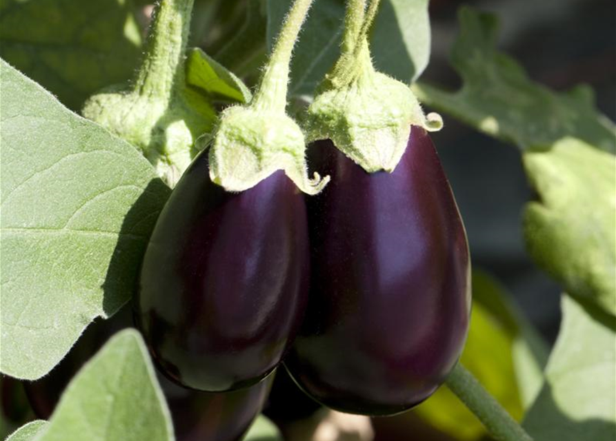 Solanum melongena