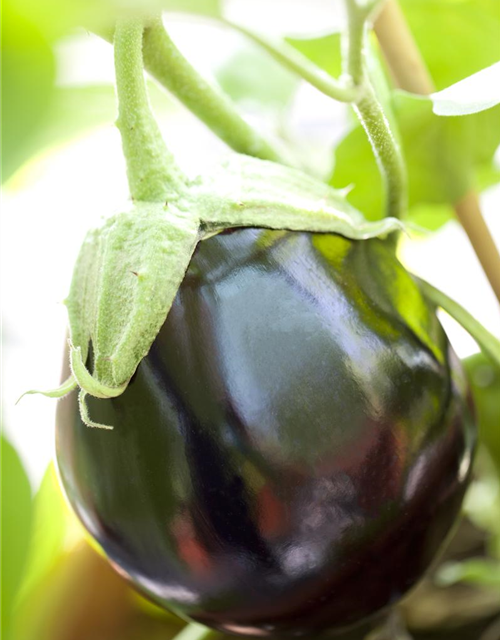 Solanum melongena