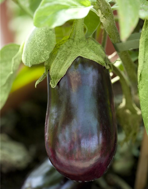 Solanum melongena