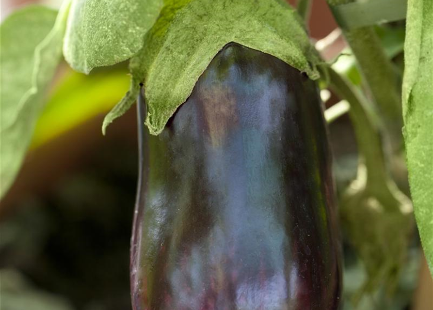 Solanum melongena