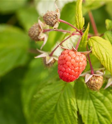 Rubus idaeus 'Autumn Bliss'(s)