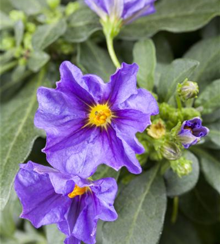 Solanum rantonnetii