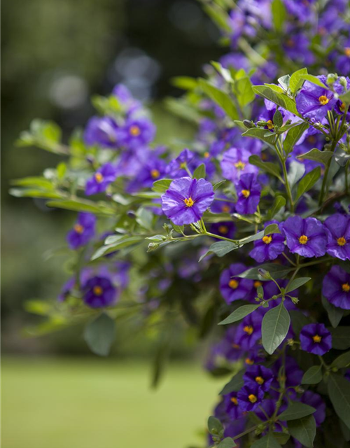 Solanum rantonnetii