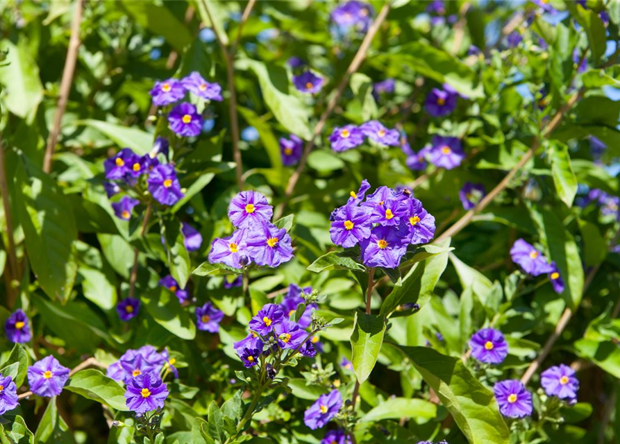 Solanum rantonnetii