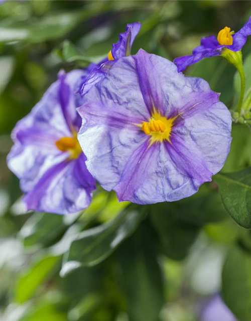 Solanum rantonnetii