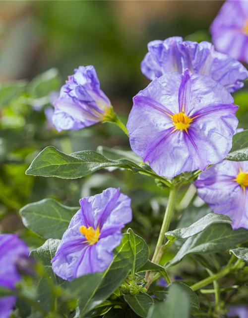 Solanum rantonnetii