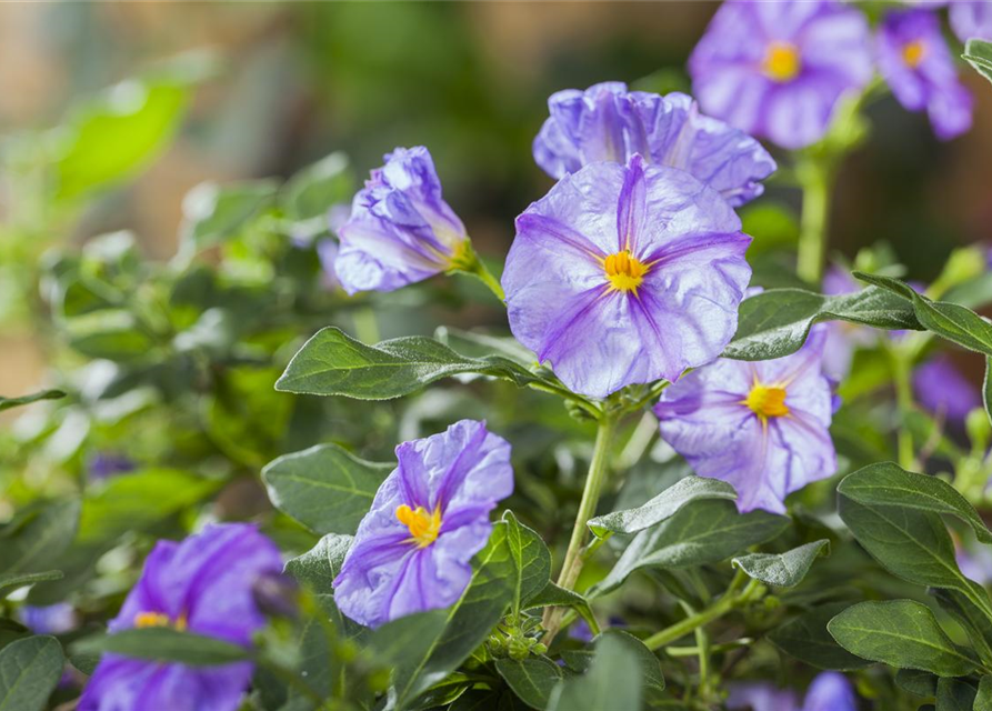 Solanum rantonnetii