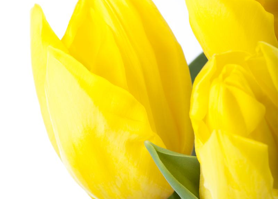 Tulipa