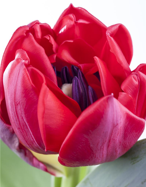 Tulipa