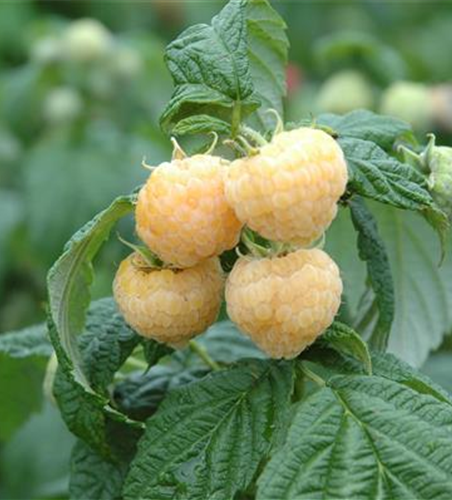 Rubus idaeus, gelb