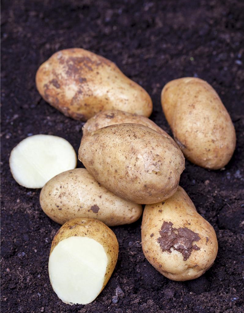 Solanum tuberosum