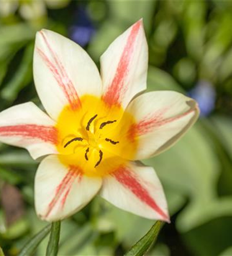 Tulipa botanical