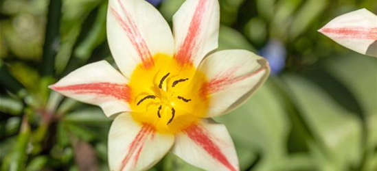 Tulipa botanical