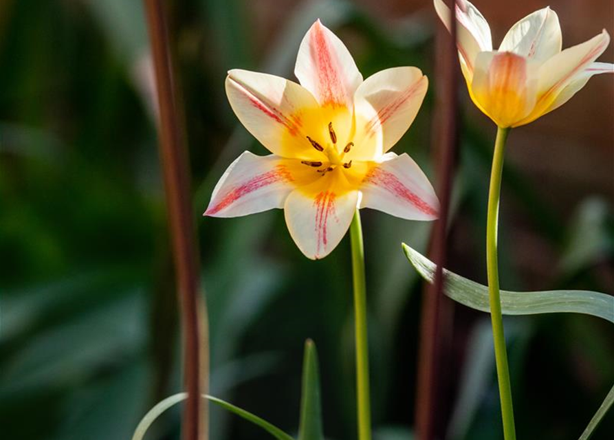 Tulipa botanical