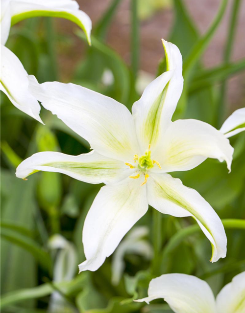 Tulipa botanical