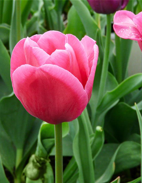 Tulipa Triumph