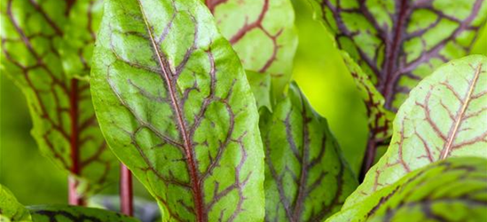 Rumex acetosa